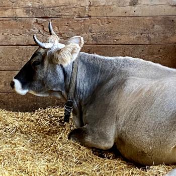 Alpenzoo in Innsbruck, der ideale Ausflug für Familien im Tiroler Bergurlaub - (c) Gabi Dräger