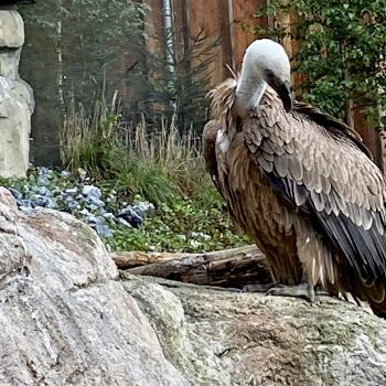 Alpenzoo in Innsbruck, der ideale Ausflug für Familien im Tiroler Bergurlaub - (c) Gabi Dräger