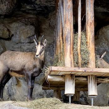 Alpenzoo in Innsbruck, der ideale Ausflug für Familien im Tiroler Bergurlaub - (c) Gabi Dräger