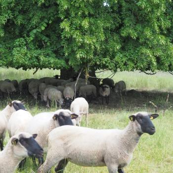 Die Bachtour bei Lauterbach - Sanfte Hügel, Wald- und Wiesenlandschaften, durchzogen von kleinen Bächen und Biotopen - (c) Jörg Bornmann