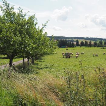 Die Wiesentour - rund um Lauterbach-Maar führt die leicht Tour über weiche Wiesenwege und sanfte Hügelkuppen - (c) Jörg Bornmann