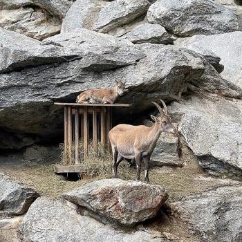 Alpenzoo in Innsbruck, der ideale Ausflug für Familien im Tiroler Bergurlaub - (c) Gabi Dräger