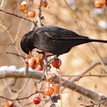 Vogelfutter selbst machen  LBV gibt Tipps wie man die gefiederten Freunde im Garten jetzt unterstützen - (c) Ingo Rittscher/LBV Bildarchiv