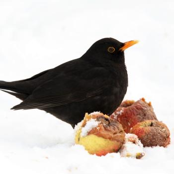 Vogelfutter selbst machen  LBV gibt Tipps wie man die gefiederten Freunde im Garten jetzt unterstützen - (c) Frank Derer/LBV Bildarchiv