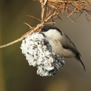 Vogelfutter selbst machen  LBV gibt Tipps wie man die gefiederten Freunde im Garten jetzt unterstützen - (c) Dieter Hopf/LBV Bildarchiv