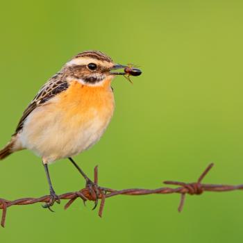 Braunkehlchen brüten in offenen Wiesenlandschaften, die nicht sehr intensiv genutzt werden, wie z.B. die Bergmähwiesen im Vogelsberg - (c) NABU