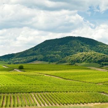 Weit kann der Blick schweifen über das Rebenmeer: Die liebliche Landschaft um die Kleine Kalmit am Ostrand des Pfälzerwaldes ist Heimat köstlicher Pfälzer Weine - (c) Rheinland-Pfalz Tourismus GmbH