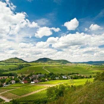 Weit kann der Blick schweifen über das Rebenmeer: Die liebliche Landschaft um die Kleine Kalmit am Ostrand des Pfälzerwaldes ist Heimat köstlicher Pfälzer Weine - (c) Rheinland-Pfalz Tourismus GmbH