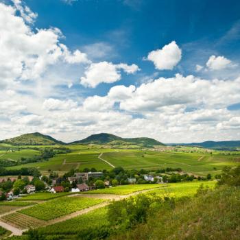 Weit kann der Blick schweifen über das Rebenmeer: Die liebliche Landschaft um die Kleine Kalmit am Ostrand des Pfälzerwaldes ist Heimat köstlicher Pfälzer Weine - (c) Rheinland-Pfalz Tourismus GmbH