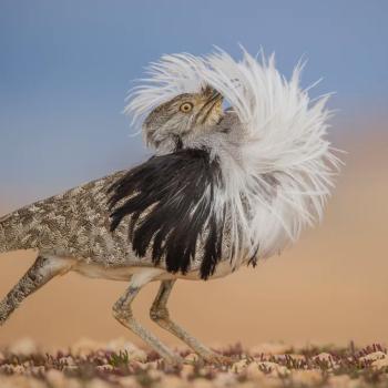  Die perfekte Pose - (c) José Juan Hernandez Martínez (Spanien)