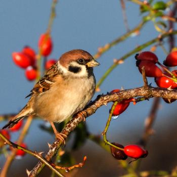 Für die Vögel, die nicht nach Süden ziehen, wie dem Feldsperling, kann man jetzt ganz praktisch etwas tun: Füttern und Nistkästen reinigen - (c) NABU