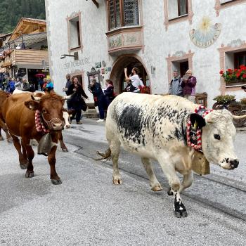 Der Sommer ist vorbei, die Kühe, Ziegen und Schafe wurden von den Almen nach Neustift im Stubaital geführt - (c) Gabi Dräger