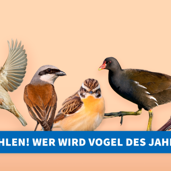 Den Vogel des Jahres 2023 noch bis zum 27. Oktober wählen - (c) NABU