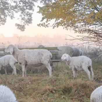 Winterliche Wanderfreuden in der Vulkanregion Vogelsberg - (c) Purr