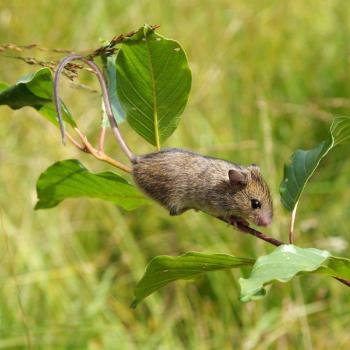 Die Waldbirkenmaus (Sicista betulina) zählt zu den gefährdetsten Säugetierarten in Deutschland. Die Maus mit dem charakteristischen Aalstrich auf dem Rücken ist mit einer Kopf-Rumpf-Länge von 50 bis 75 Millimetern ein Winzling – aber in Feuchtflächen den größeren Arten weit überlegen. Statt durch die Nässe zu laufen, bewegt sie sich kletternd an Stauden und Gebüschen. Sie braucht verschiedenste Lebensräume, wie Moore, Hochstaudenfluren, kurzrasige Bereiche aber auch Bäume und Gebüsche - (c) Richard Kraft