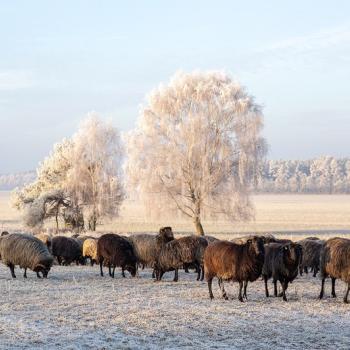 Ganz im Norden finden Genuss‐Wanderer auf dem Heidschnuckenweg im Winter Ruhe und Weite - (c) Top Trails of Germany