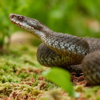 Kreuzottern (Vipera berus) benötigen ausreichend Sonne und gute Versteckmöglichkeiten. Diese Voraussetzungen sind bei gut erhaltenen Lesesteinriegeln gegeben. Zwischen den Steinen und Felsen sowie den umgebenden Sträuchern und Kräutern finden sie Nahrung und außerdem geeignete Nist- sowie Ruheplätze. Eine artenreiche und reich strukturierte Kulturlandschaft trägt wesentlich zum Erhalt dieser und weiterer Reptilienarten bei