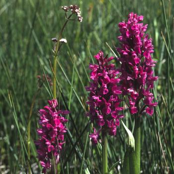 Das Breitblättrige Knabenkraut (Dactylorhiza majalis) ist eine Orchideenart, die sich auf sonnigen, kalk- und nährstoffarmen nassen Wiesen wohl fühlt - Biotoptypen, die überall in Deutschland immer seltener werden. Am Grünen Band gibt es allerdings noch Feuchtwiesen, für deren Entwicklung und Erhalt sich der BUND einsetzt - (c) Wolfgang Willner