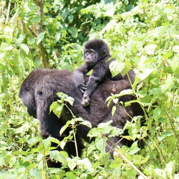 Gorilla-Eltern-Taxi - (c) Christine Kroll