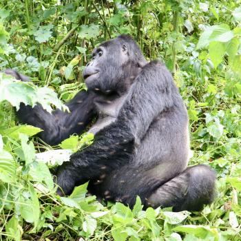 Eine Stunde dürfen wir mit den Gorillas verbringen - (c) Christine Kroll