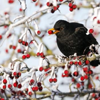 Wie vorab von den Ornithologen bereits vermutet, fielen die Sichtungen magerer aus als in den Jahren davor - (c) NABU