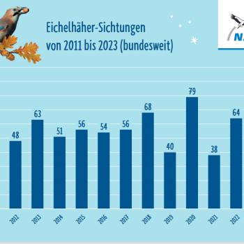 Der bunte Waldvogel wurde mit im Durchschnitt 0,35 Exemplaren pro Garten so selten gesichtet - (c) NABU