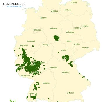 Spurensuche Gartenschläfer: Wenn Städte zum letzten Rückzugsort werden - (c) BUND