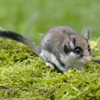 Spurensuche Gartenschläfer: Wenn Städte zum letzten Rückzugsort werden - (c) Jiri Bohdal 