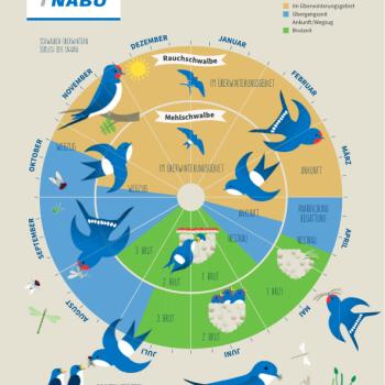 Schon 10.000 „Schwalbenfreundliche Häuser“ in Deutschland / Jetzt den Nestbau unterstützen - (c) NABU