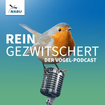 Reingezwitschert: NABU Vogel-Podcast - Fakten, Tipps und Kurioses für alle, die auf Vögel fliegen - (c) NABU