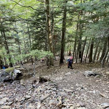 Steil geht es im Ordesa-Tal durch den Wald zur Senda de los Cazadores - (c) Christine Kroll