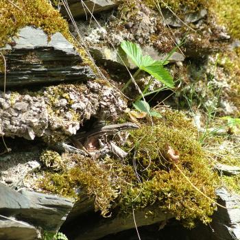 Artenvielfalt rockt die Mosel - (c) Wein- und Ferienregion Bernkastel-Kues