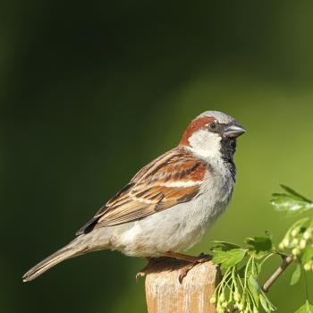 Haussperling - (c) Dieter Hopf/LBV Bildarchiv