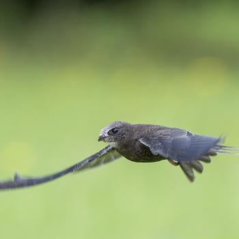 Mauersegler - (c) Ralph Sturm/LBV Bildarchiv