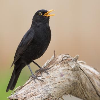 Amsel - (c) Erich Obster/LBV Bildarchiv