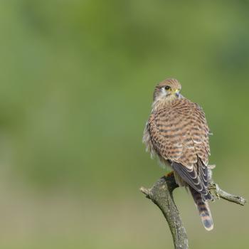 Turmfalke - (c) Christoph Bosch/LBV Bildarchiv