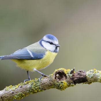 Blaumeise - (c) Christoph Bosch/LBV Bildarchiv