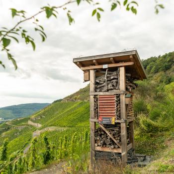 Artenvielfalt rockt die Mosel - (c) Dominik Ketz