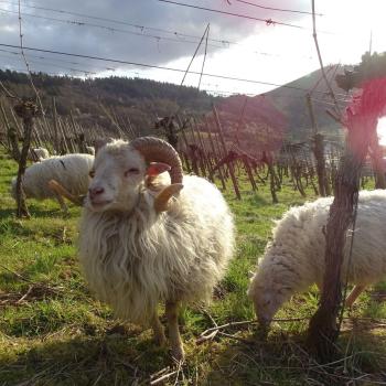 Artenvielfalt rockt die Mosel - (c) Steanie Vornhecke