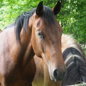 Wiesentour - Rund um Lauterbach-Maar über weiche Wiesenwege und sanfte Hügelkuppen - <a href="https://www.wanderfreak.de/wiesentour-vogelsberg" target="_blank">zur Beschreibung der Wandertour</a> - (c) Jörg Bornmann