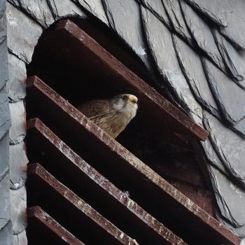 Weitblicktour Ulrichstein - Inmitten herrlicher Laubwälder und kleinräumiger Flurlandschaften - <a href="https://www.wanderfreak.de/weitblicktour-ulrichstein-vogelsberg" target="_blank">zur Beschreibung der Wandertour</a> - (c) Jörg Bornmann