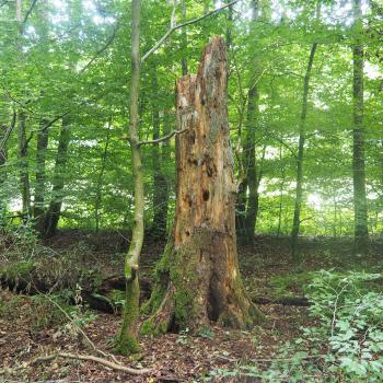 Felsentour Herbstein - Entdeckungstour zu den geologischen Ursprüngen der Region - <a href="https://www.wanderfreak.de/felsentour-herbstein-vogelsberg" target="_blank">zur Beschreibung der Wandertour</a> - (c) Jörg Bornmann