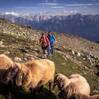 Wandern in der Ferienregion Hall-Wattens - Waldern am Glungezer - (c) hall-wattens.at