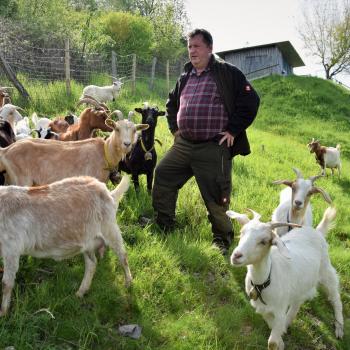 Auf dem "Eselspädchen", das vom Moselort Graach aus auf einem 2,5 Kilometer langen Rundweg durch die Weinberge führt sorgen Ziegen für die Lanschaftspflege - (c) GabiVögele