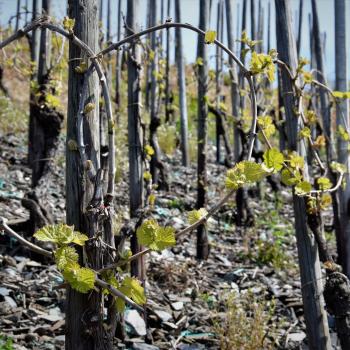 Der steilste Weinberg im Anbaugebiet Mosel hat eine unvorstellbare Hangneigung von bis zu 68 Grad - (c) GabiVögele