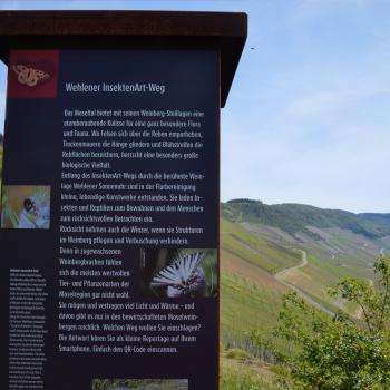 Einen Einstieg in den Fernwanderweg 'Moselsteig' bietet der "InsektenArt-Weg" in Wehlen - (c) GabiVögele