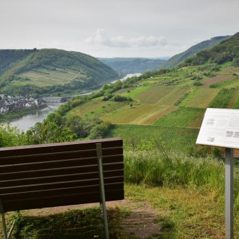 Einen Eindruck von der Artenvielfalt in den Weinbergen gewinnt man am besten auf einer Wanderung auf einem der 16 Themenwege in den Mosel-Weinbergen - (c) GabiVögele