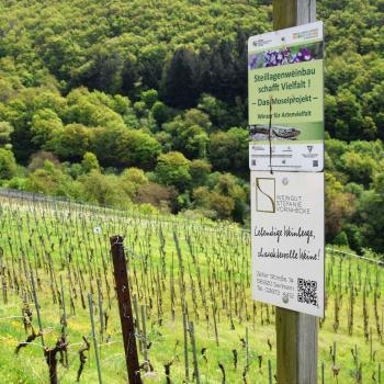 Die Steilhänge an der Mosel, wo schon die Römer vor 2000 Jahren Wein für die Bewohner des nahe gelegenen Trier anbauten, sorgen aber nicht nur für die typischen mineralischen Rieslinge, für die das Anbaugebiet bekannt ist - (c) GabiVögele