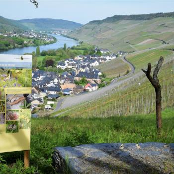 Zahlreiche Schautafeln erklären entlang der Themenwege, warum Lebendige Moselweinberge für Natur, Weinbau und Tourismus eine soclh große Bedeutung haben - (c) GabiVögele