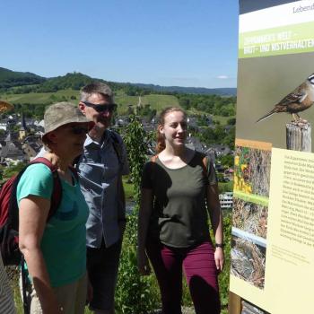 "Die Zippammer ist ein seltener Vogel, der sich in warmen, felsigen Weinbergen wohlfühlt", erklären die Naturerlebnisbegleiterinnen Marion Sausen und Andrea Weyel - (c) Lebendige Moselweinberge